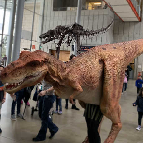 A T-rex costume worn by museum staff