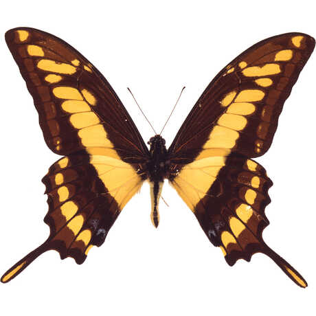 Yellow and brown butterfly