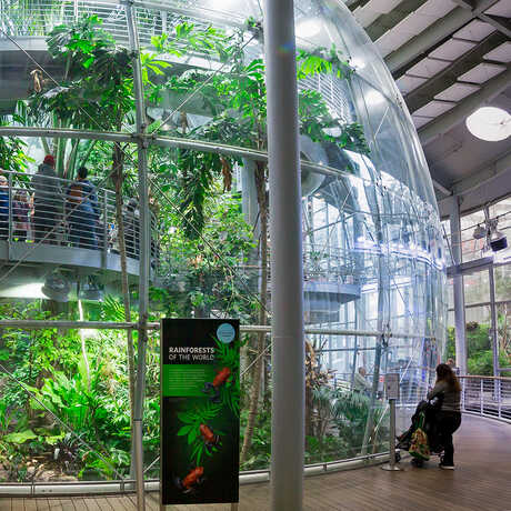 Glass enclosed indoor rainforest at the Academy