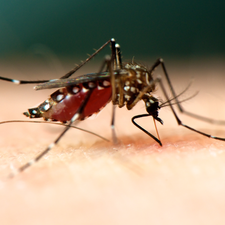 Close-up photo of mosquito on skin