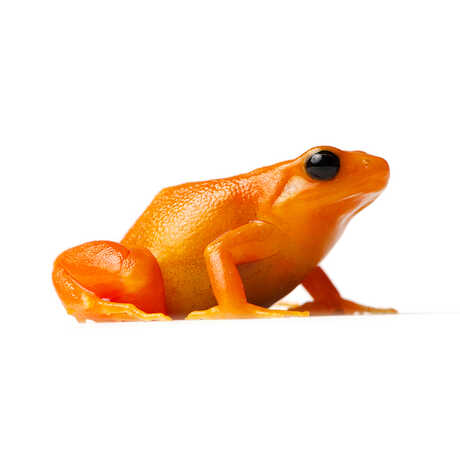 Golden mantella frog