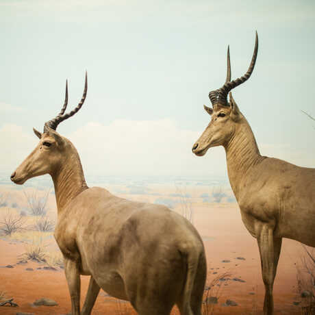 Two Hunter’s hartebeest pose majestically in an African Hall diorama  