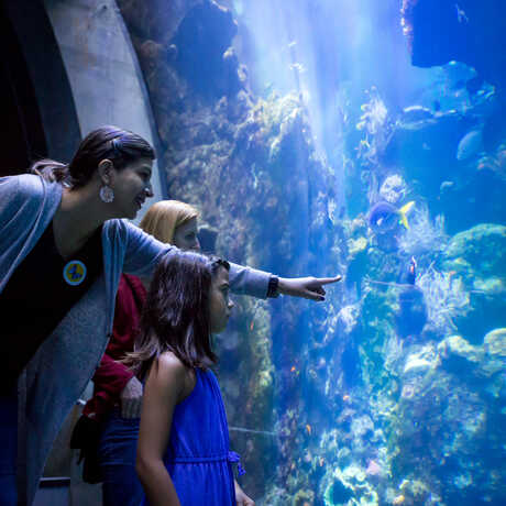 Guests marvel at the enormous Philippine Coral Reef exhibit