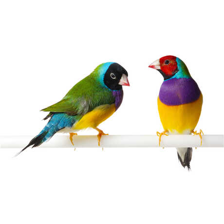 2 colorful Gouldian finches perch against a white backdrop