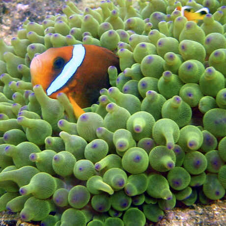 Clownfish hiding in anemone