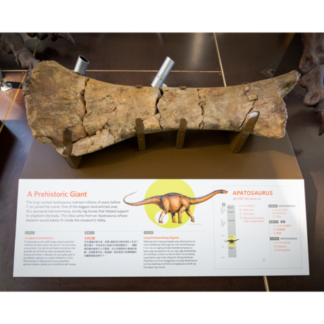 Apatosaurus tibia on display at Dino Days