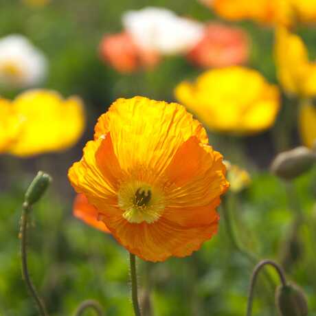 Yellow poppy in foreground with field of multicolored poppies in background
