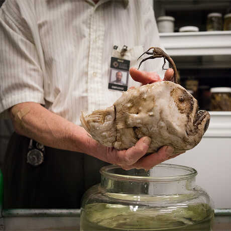 A collections manager holds a preserved football fish specimen