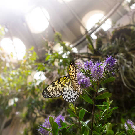 A butterfly rests on a leaf inside the rainforest dome.