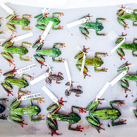 Colorful reed frog specimens