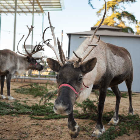 reindeer california academy of sciences