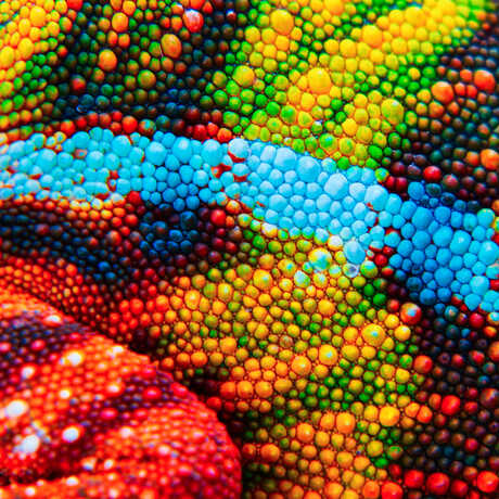 Macro photo of bumpy-textured, multi-colored chameleon skin