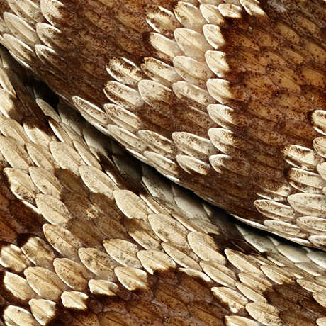 Macro photograph of brown and white rattlesnake skin