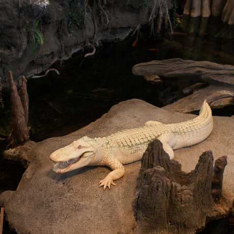 Claude the albino alligator rests on his rock with his mouth open