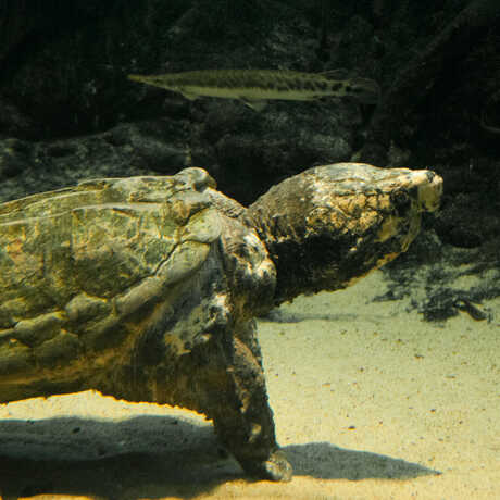 An alligator snapping turtle in the Swamp exhibit