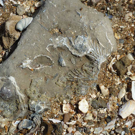 Fossilized shells embedded in a rock