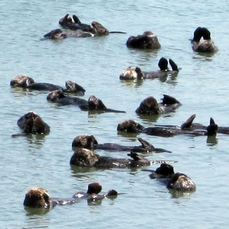 Sea otters floating on their backs in Elkhorn Slough