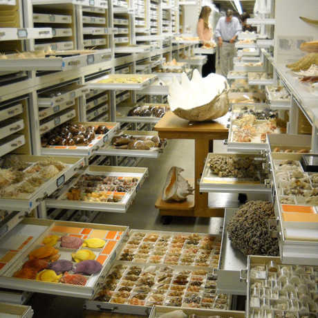 Malacological collections with specimens in drawers