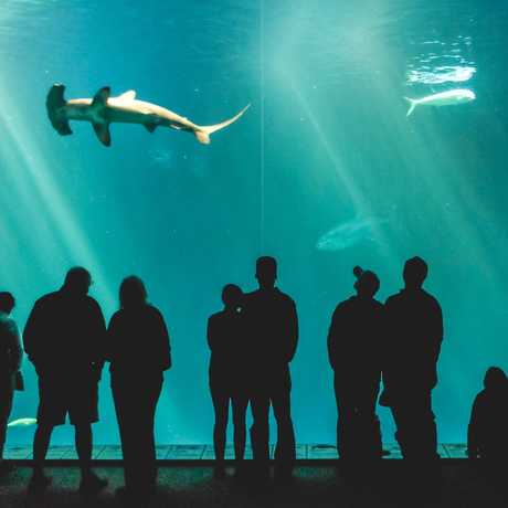 Monterey Bay Aquarium Pacific Tank
