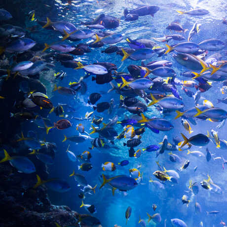 Colorful schooling tropical fish in the Philippine Coral Reef Exhibit