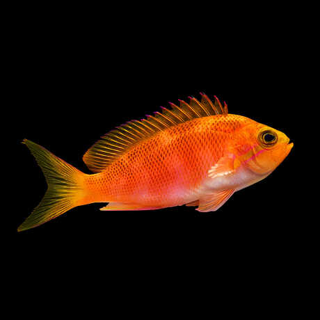 Bright orange Pseudanthias fish collected in Vanuatu Photo by Andrew Zuckerman