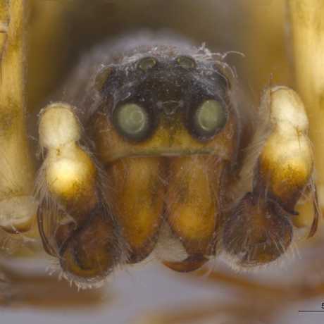 Joshua Bell spider