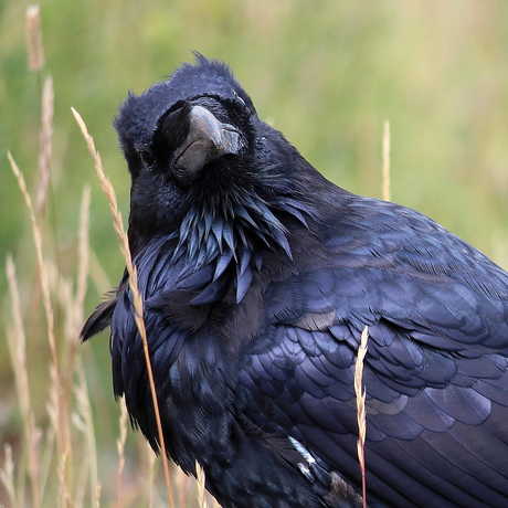 Raven, barn9 LB/Flickr