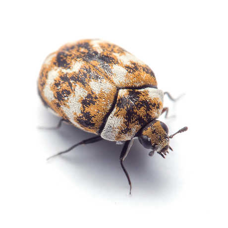 carpet beetle california academy of sciences