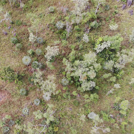 Cycas drone image