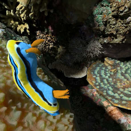 a brightly-colored nudibranch crawls on a sponge