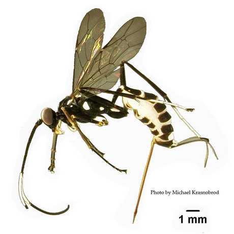 Hymenoptera ichneumonidae