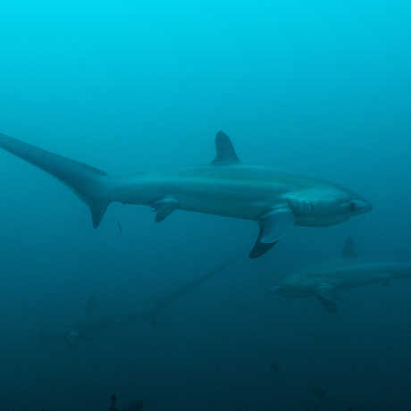 Thresher sharks in the Philippines