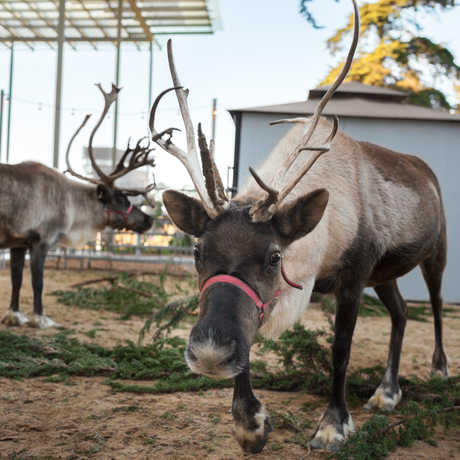 Reindeer at the California Academy of Sciences