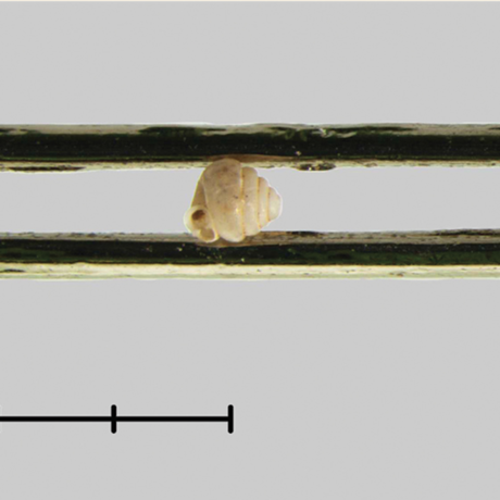 A microsnail in the eye of a needle, B. Páll-Gergely and N. Szpisjak