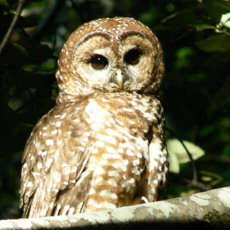 spotted owl image