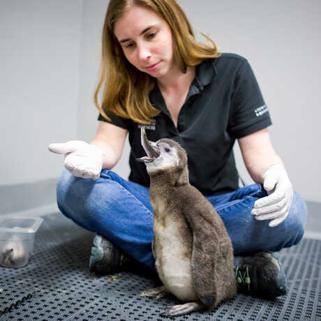 African penguin chick Stanlee eats herring as biologist Amy Walters looks on.
