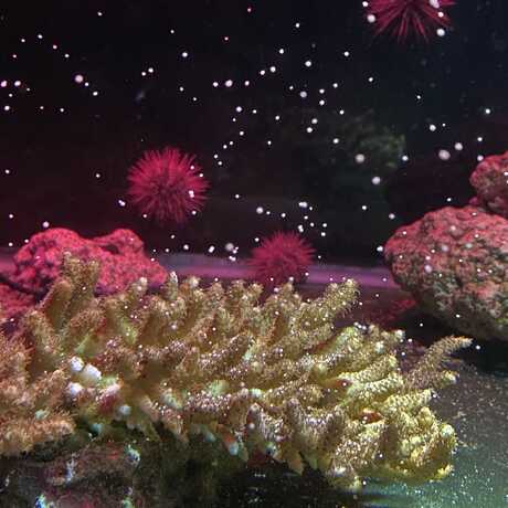 Acropora corals with floating gametes during a spawning event in the Academy's Coral Regeneration Lab