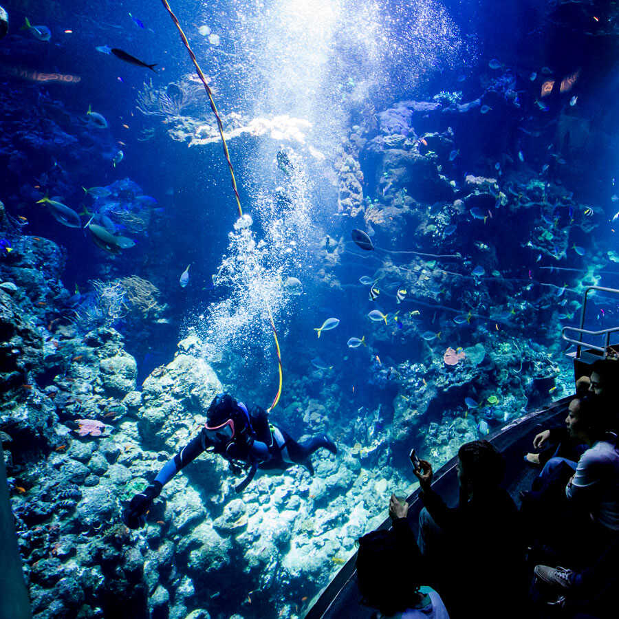 aquarium dive show