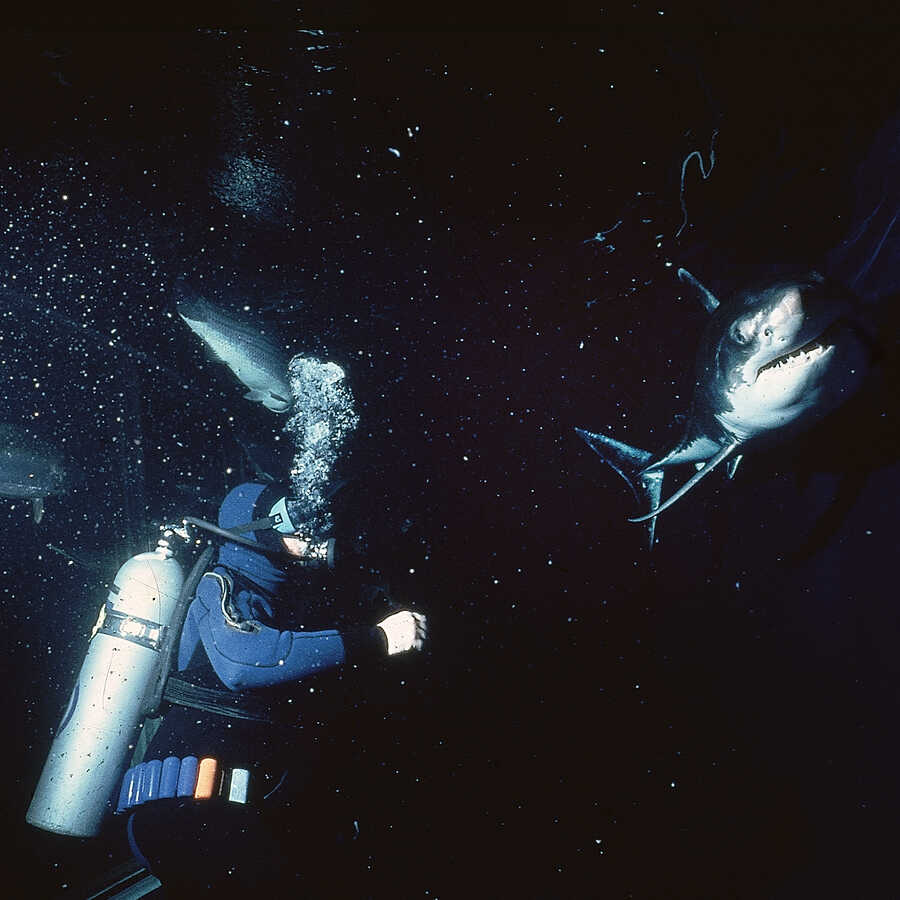 Sandy the great white shark swims with former Steinhart Aquarium director John McCosker in 1980.