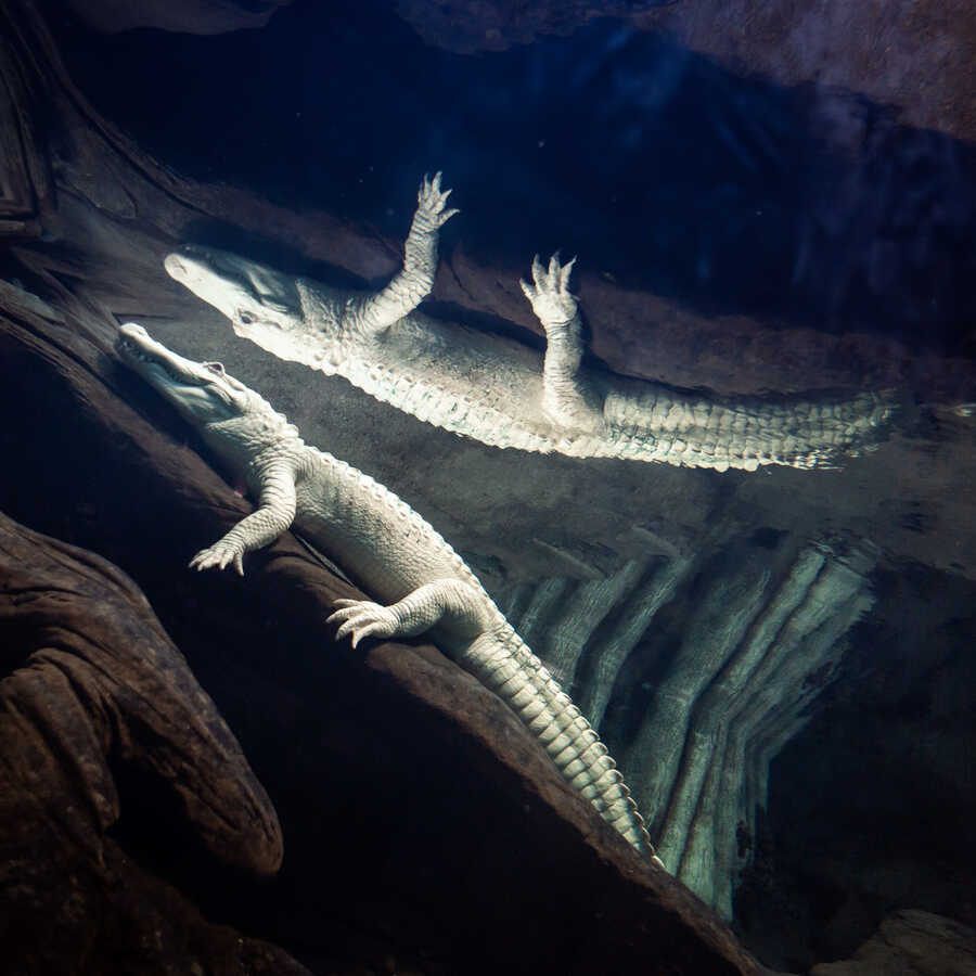 Claude the alligator with albinism and his reflected image in the water