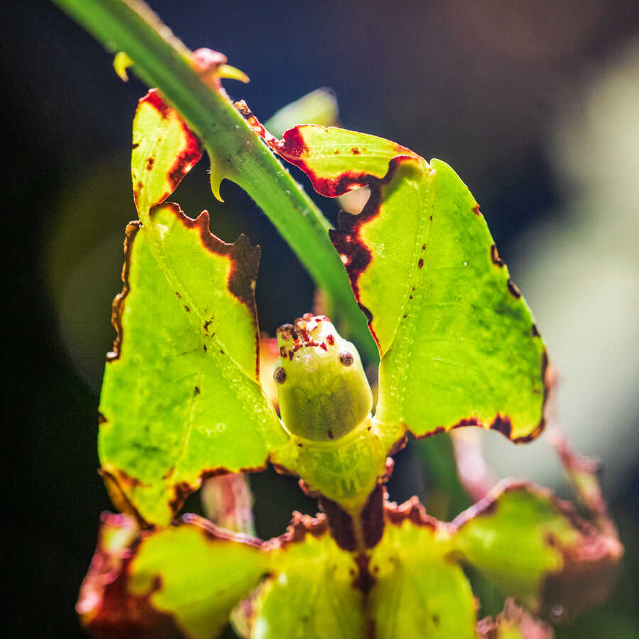 Close-up photo of giant leaf insect clinging to a plant in Color of Life exhibit