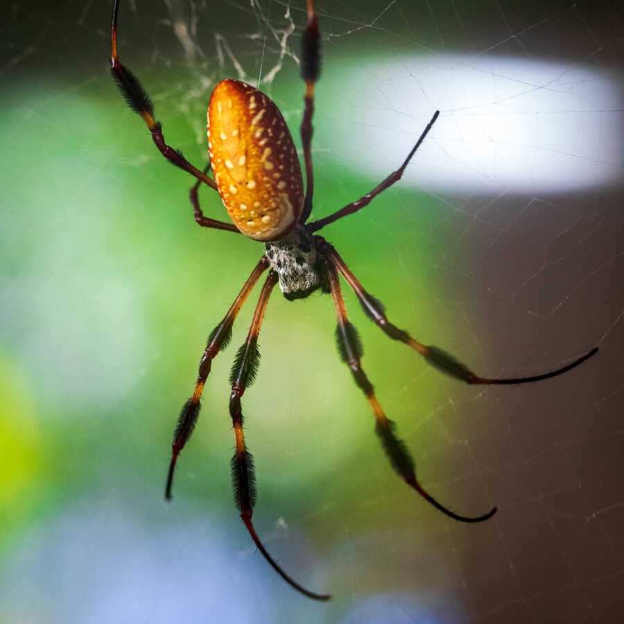Golden silk spider in web at the Academy