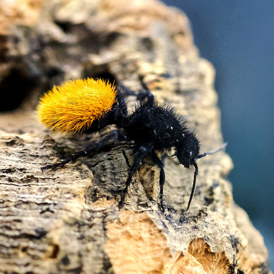 A velvet ant with yellow abdomen on a log in Venom exhibit