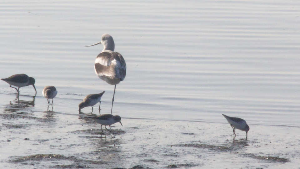 Birds in Middle Harbor, Oakland