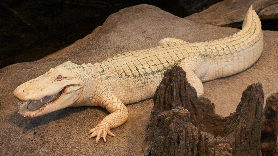 Albino Alligator with mouth open 