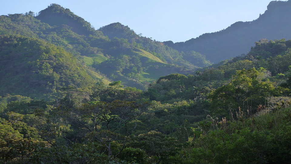 Panamanian forest