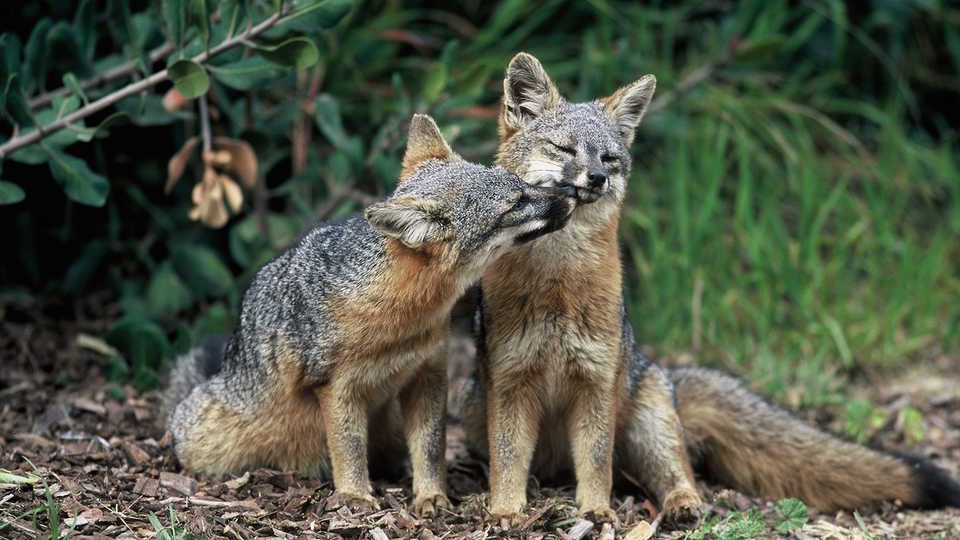 bioPGH Blog: Red and Gray Foxes, Phipps Conservatory and Botanical Gardens
