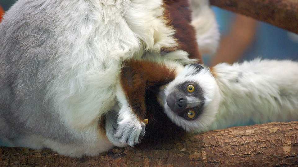 Baby lemur - MTSOfan/Flickr