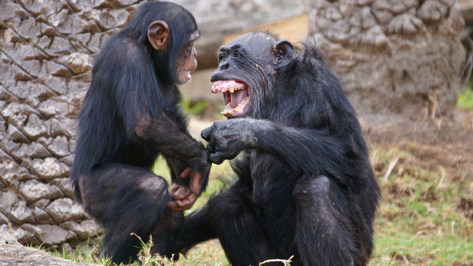 Chimpanzee laughing