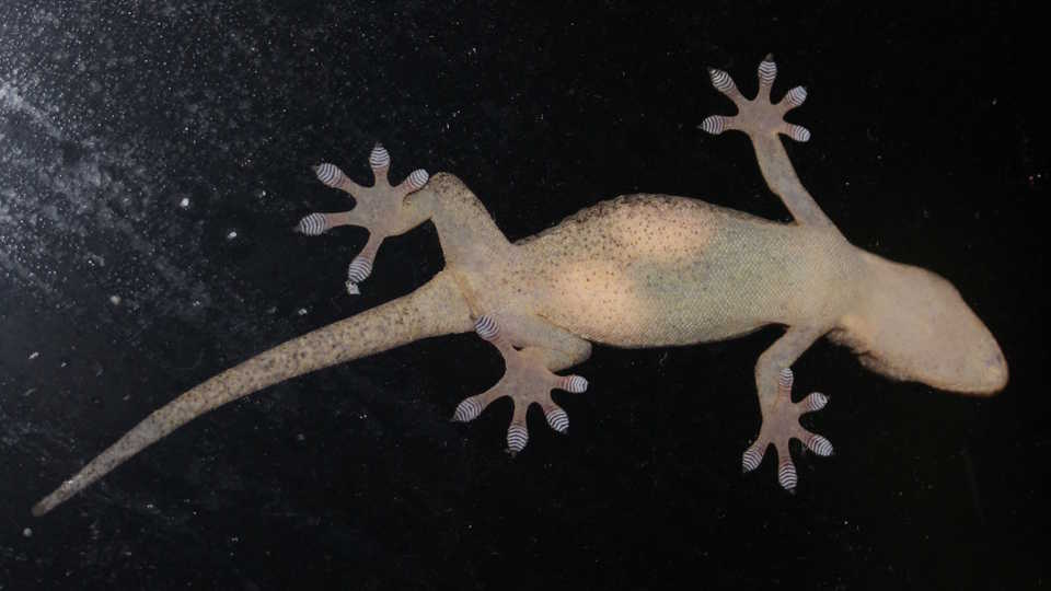 Japanese gecko, by Alpsdake